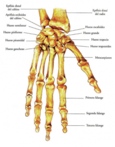 Figura 1 - Esqueleto óseo de la mano y la muñeca, cara dorsal (Beltrán S.)