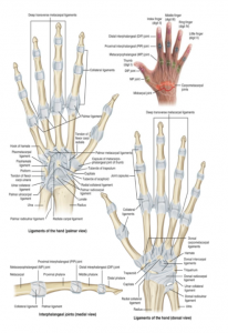 Guantes De Compresión Para Artritis Y Artrosis - Tratamiento Térmico Para  Aliviar El Dolor De Dedos y Para Mejorar La Circulación De Manos En Hombre  Y Mujer : : Salud y cuidado
