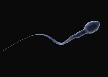 Conservación de espermatozoides en condiciones de deshidratación en soportes sólidos