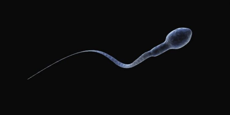 Conservación de espermatozoides en condiciones de deshidratación en soportes sólidos