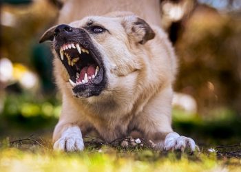 Diagnostico diferencial entre mordeduras humanas versus mordeduras de animales de compañía. Hallazgos necropsicos