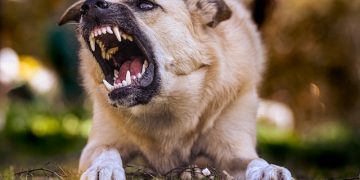 Diagnostico diferencial entre mordeduras humanas versus mordeduras de animales de compañía. Hallazgos necropsicos